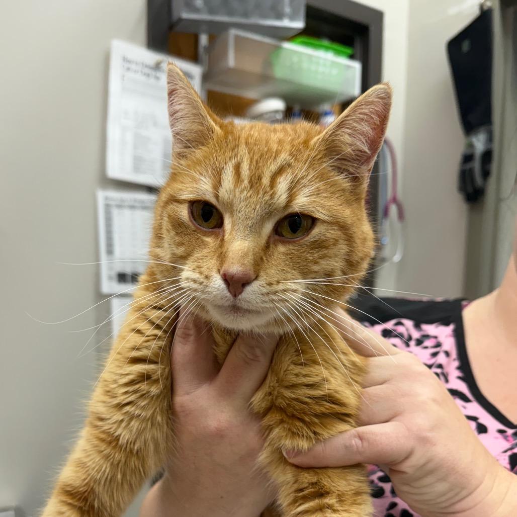 Enlarge Caspian, a Adoptable Domestic Short Hair in Detroit Lakes, MN image 5/5