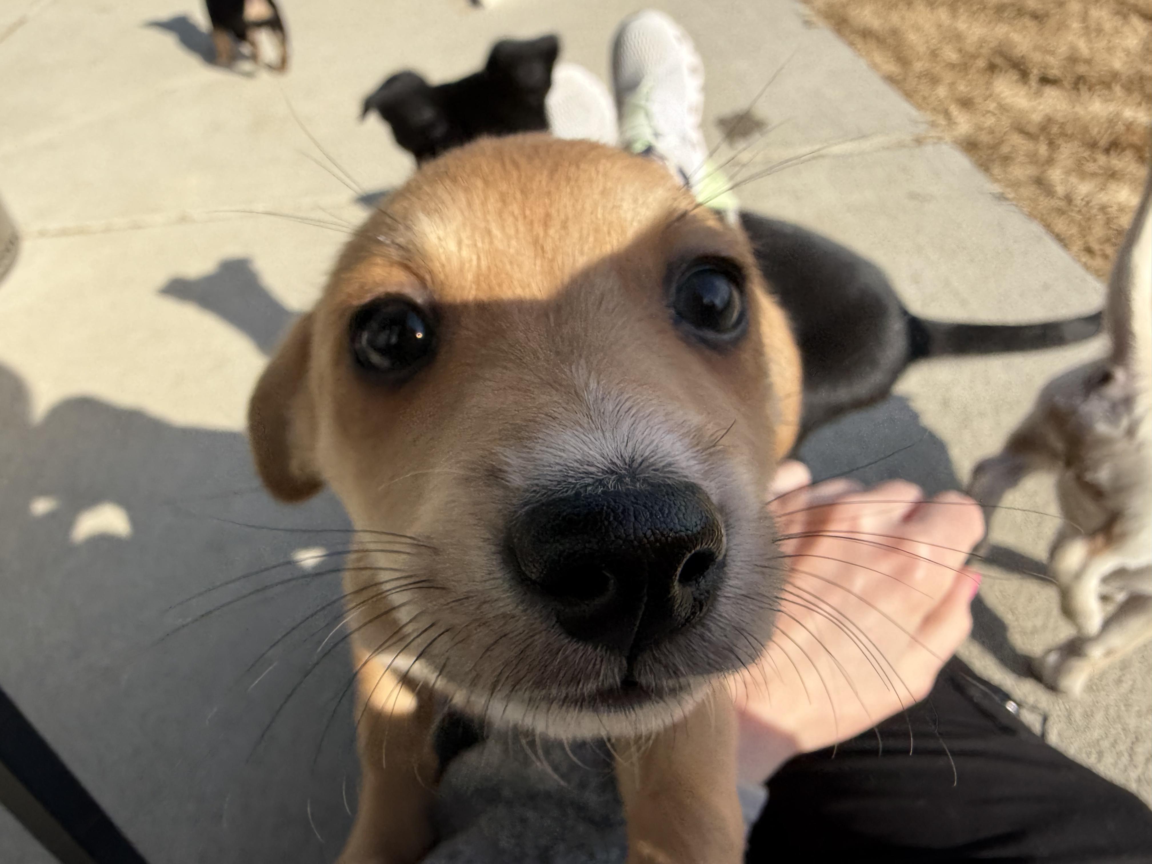 Enlarge Stinky, an adopted mixed breed in Richmond, VA image 2/6