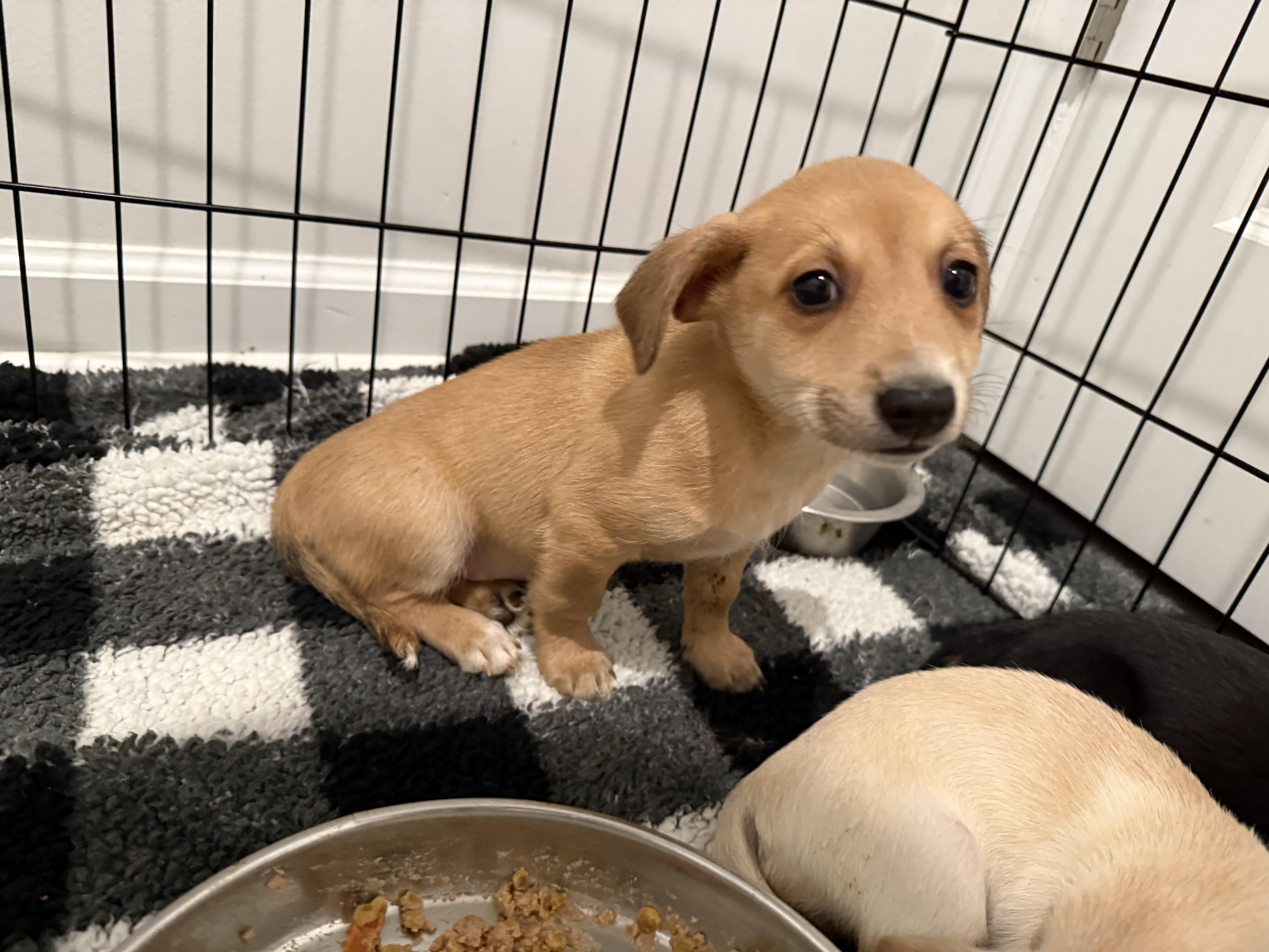 Enlarge Stinky, an adopted mixed breed in Richmond, VA image 5/6