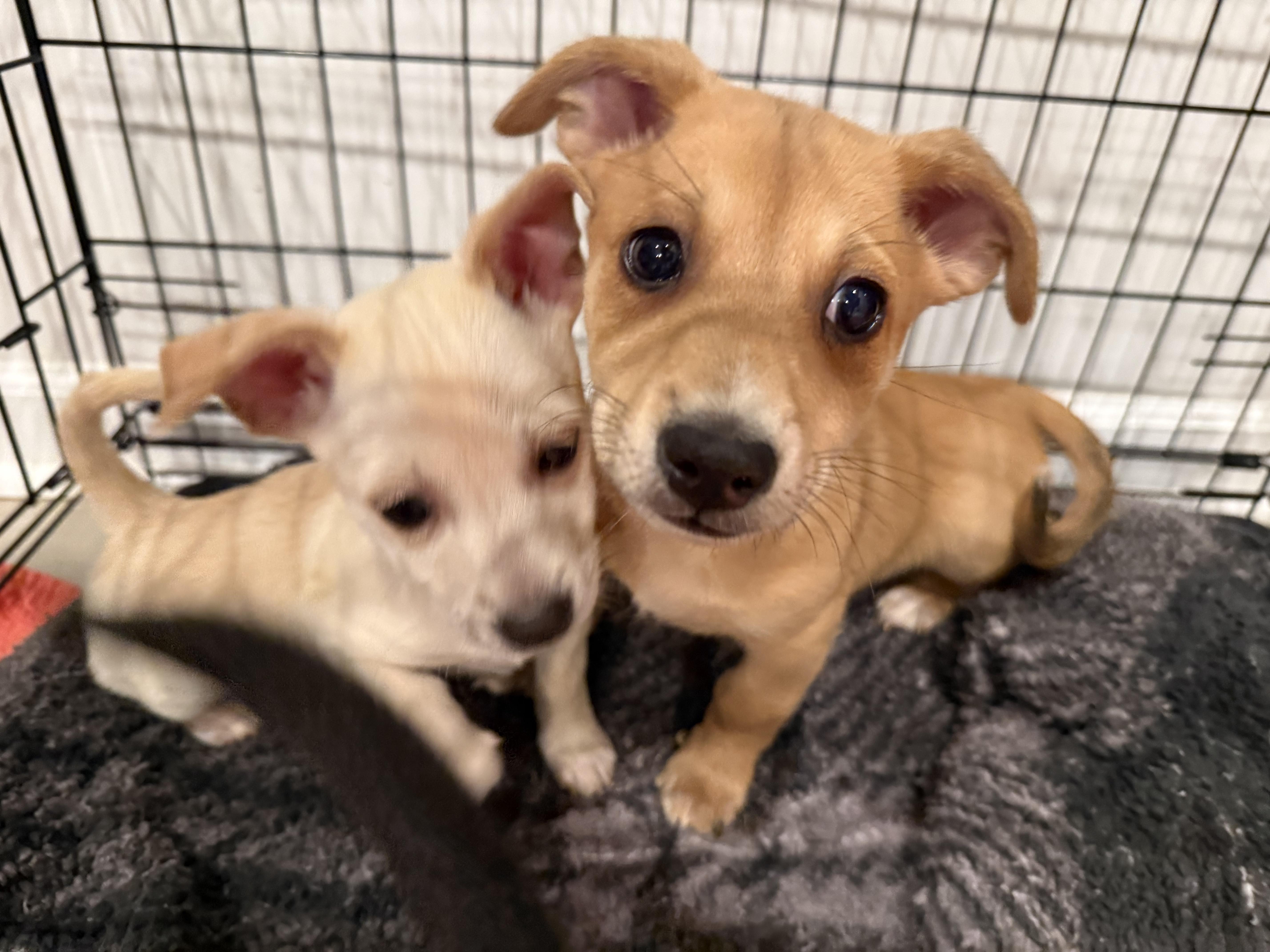 Stinky, adopted, Puppy Male Chihuahua.