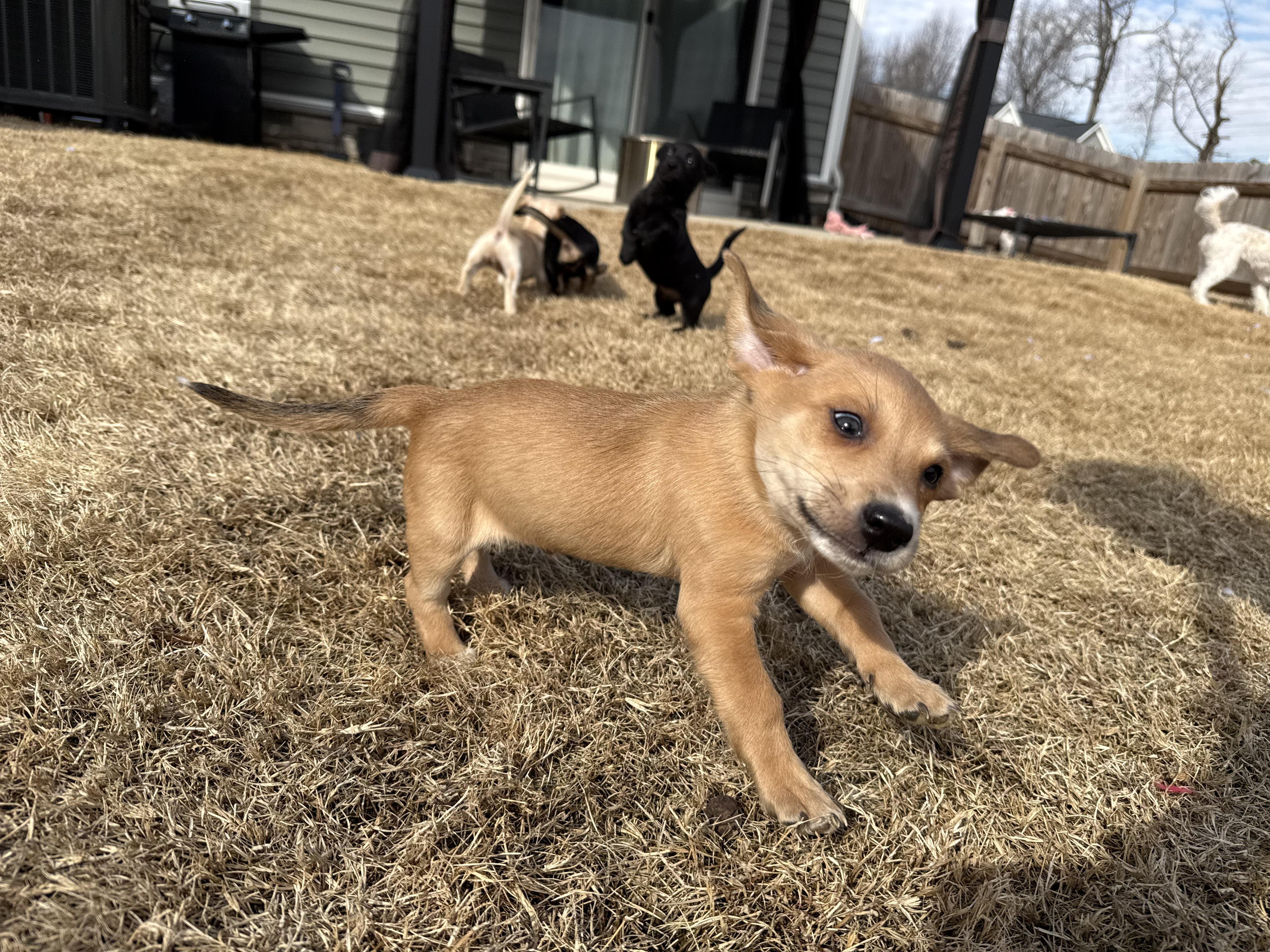 Enlarge Stinky, an adopted mixed breed in Richmond, VA image 3/6