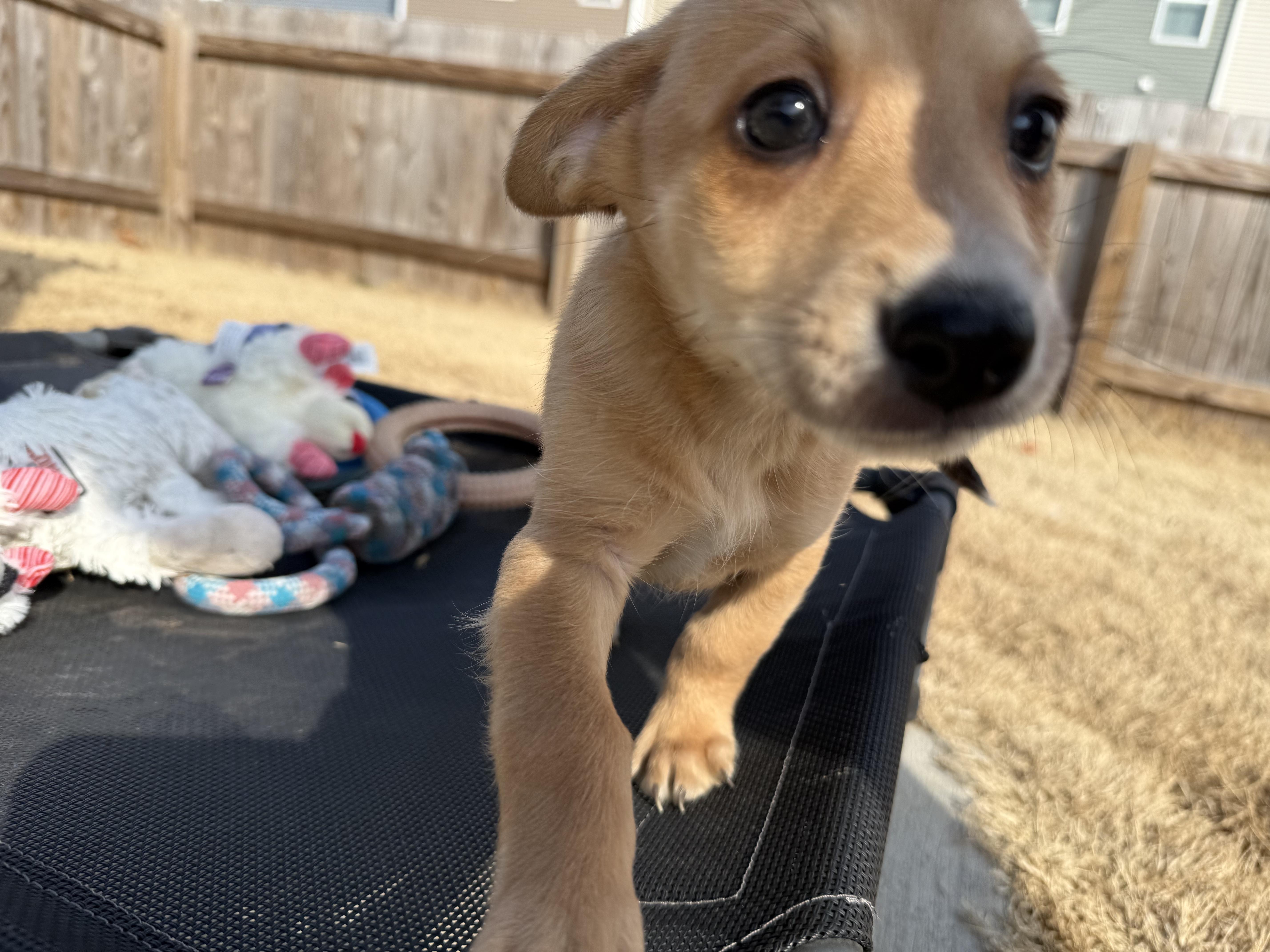 Enlarge Stinky, an adopted mixed breed in Richmond, VA image 4/6