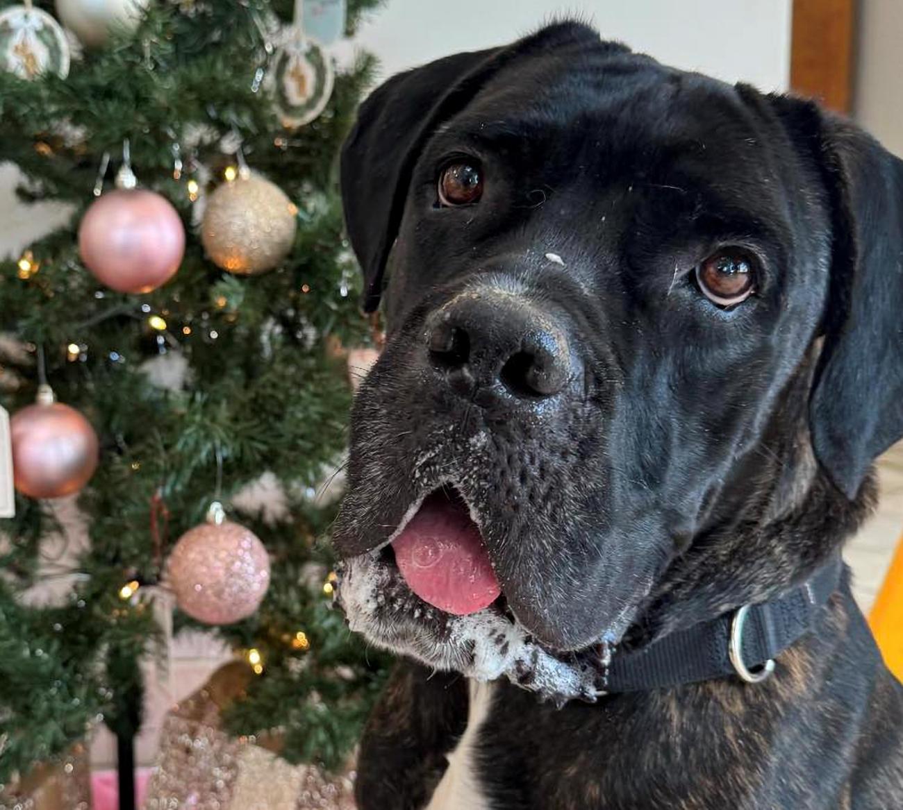 Ivy - Foster to Potentially Adopt, a ADOPTABLE Great Dane in Euclid, OH image 1/2