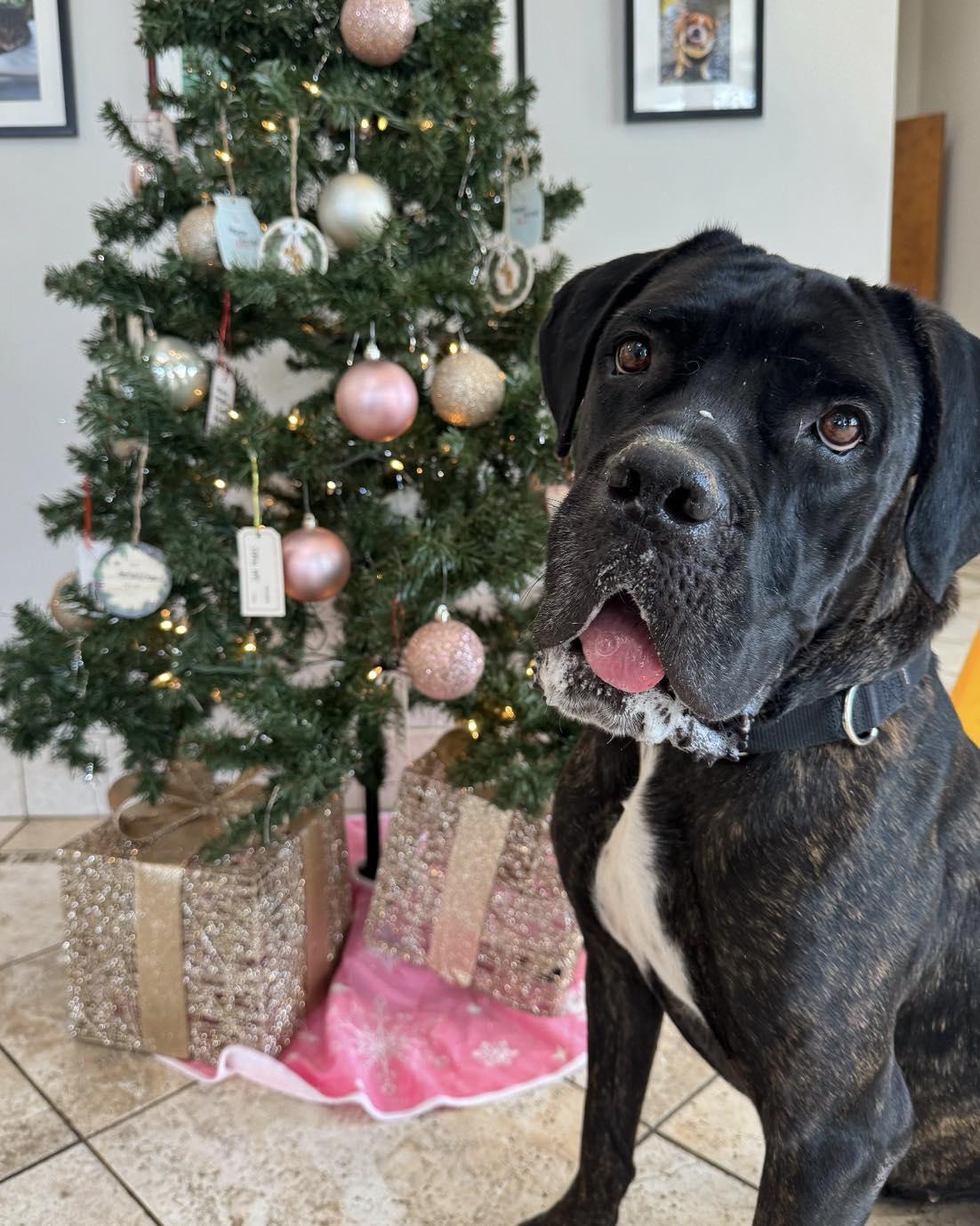 Ivy - Foster to Potentially Adopt, a ADOPTABLE Great Dane in Euclid, OH image 2/2