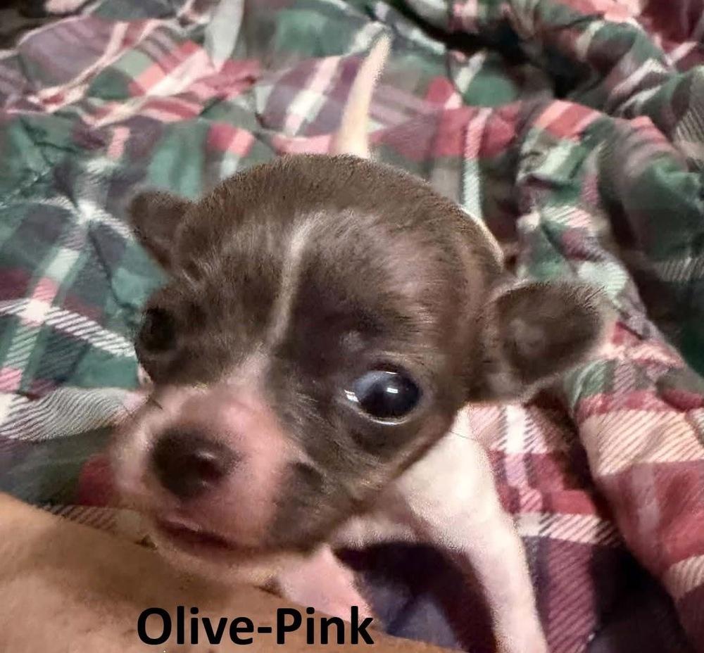 Olive, Adoptable, Puppy Female Chihuahua.