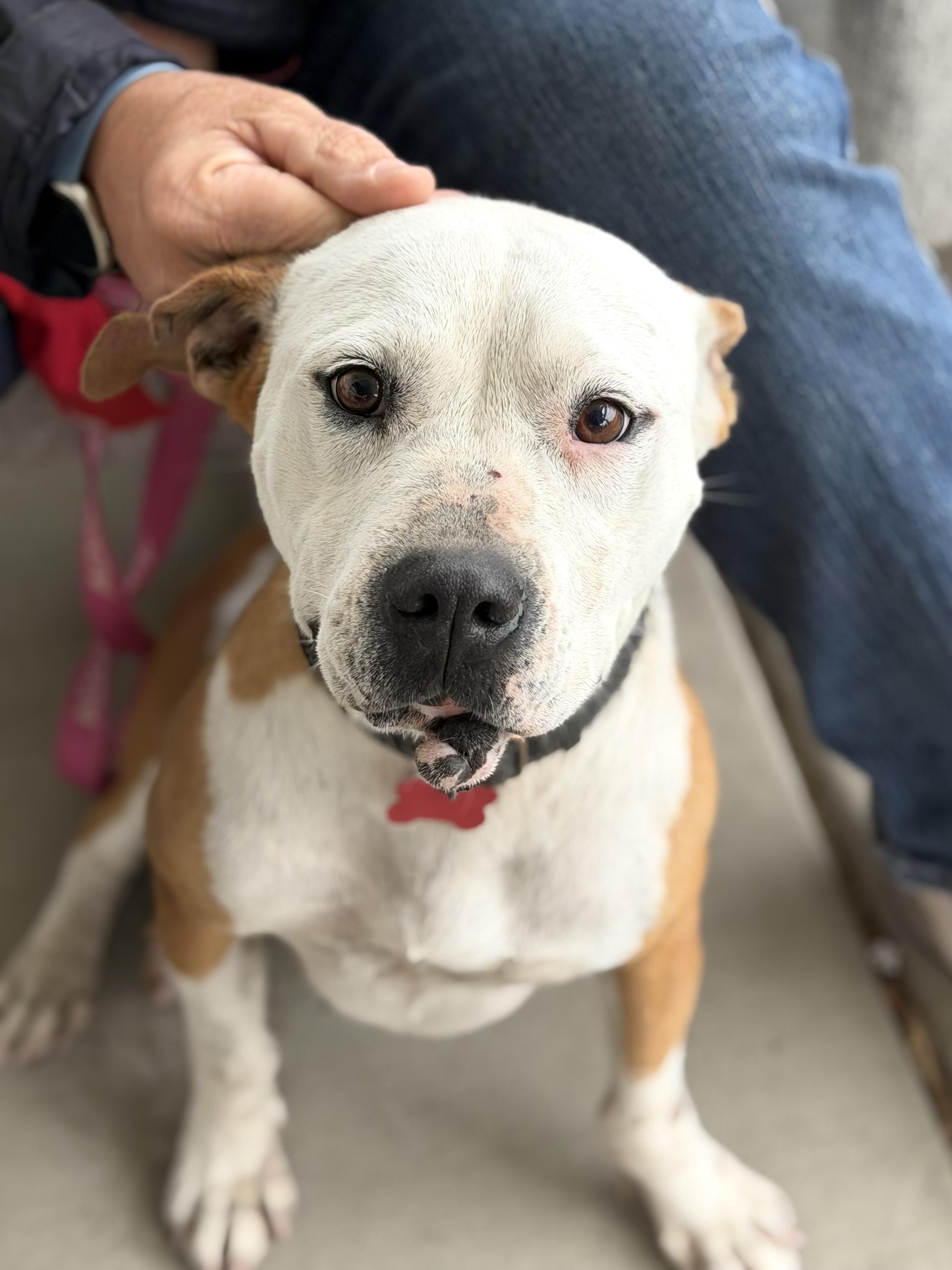 Enlarge Lila - AVAILABLE TO FOSTER OR ADOPT, a Adoptable mixed breed in Clayton, NC image 2/6