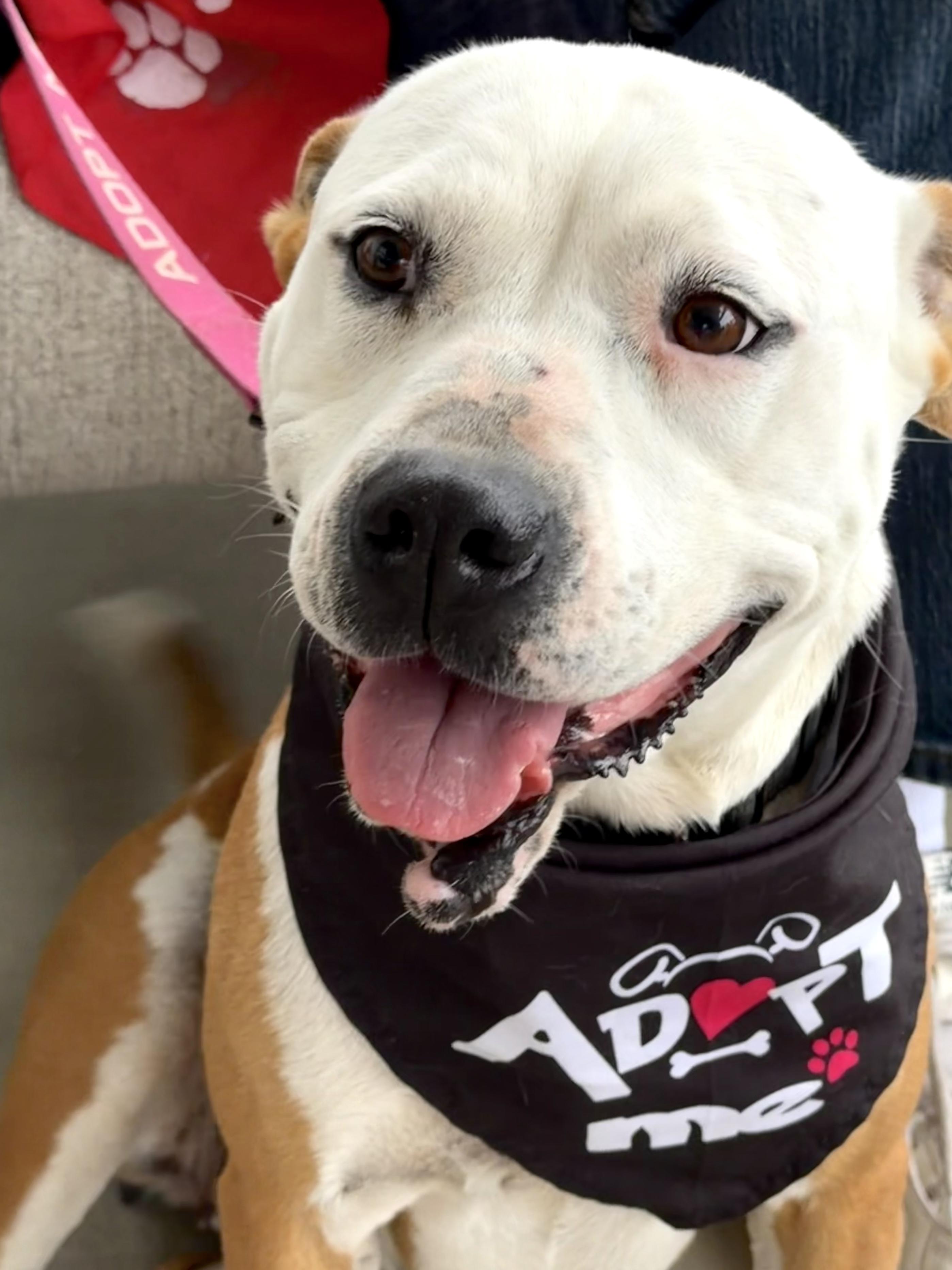 Lila - AVAILABLE TO FOSTER OR ADOPT, Adoptable, Adult Female American Bulldog.