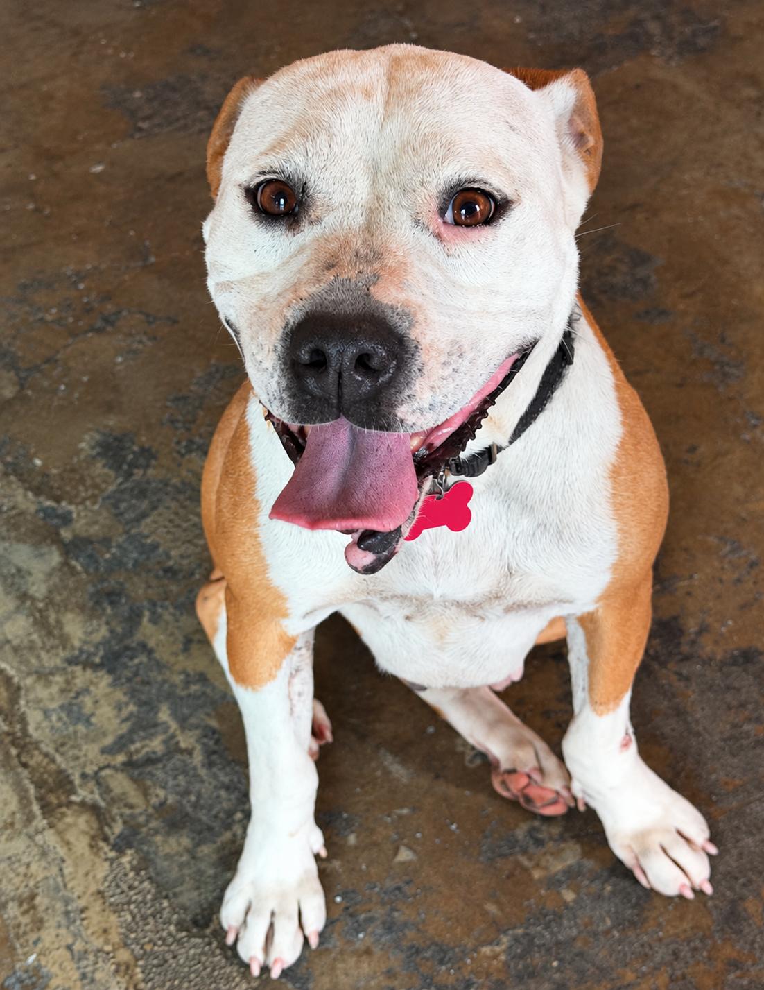 Enlarge Lila - AVAILABLE TO FOSTER OR ADOPT, a Adoptable mixed breed in Clayton, NC image 3/6