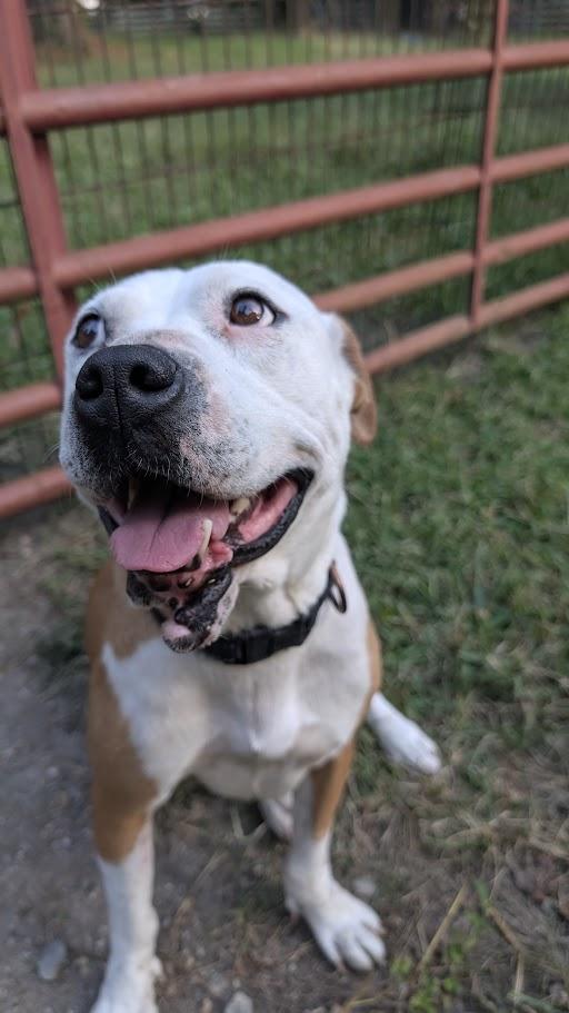 Enlarge Lila - AVAILABLE TO FOSTER OR ADOPT, a Adoptable mixed breed in Clayton, NC image 5/6