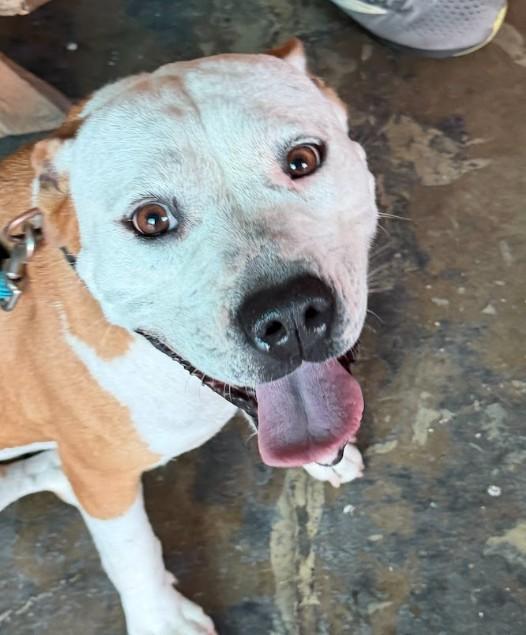 Enlarge Lila - AVAILABLE TO FOSTER OR ADOPT, a Adoptable mixed breed in Clayton, NC image 4/6