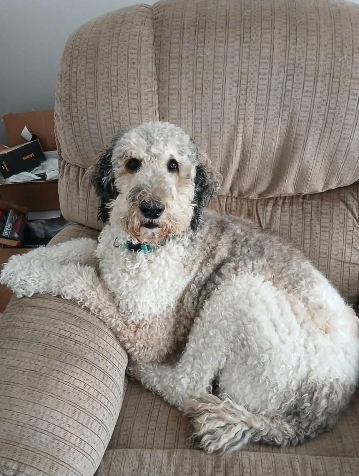 Buddy, Adopted, Young Male Standard Poodle.