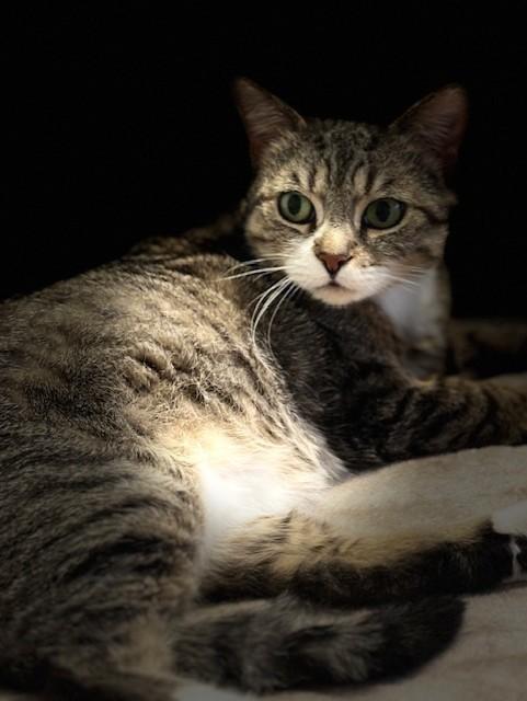 Enlarge River, a ADOPTABLE Domestic Short Hair in Plainville, MA image 2/5