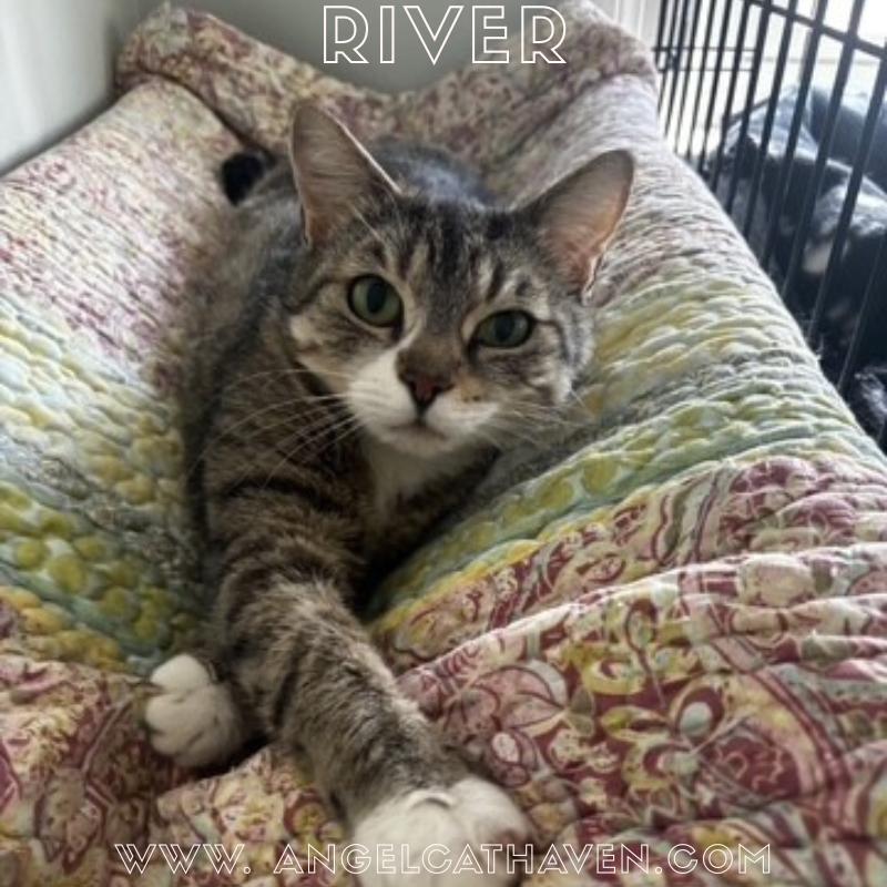 River, ADOPTABLE, Young Female Domestic Short Hair.