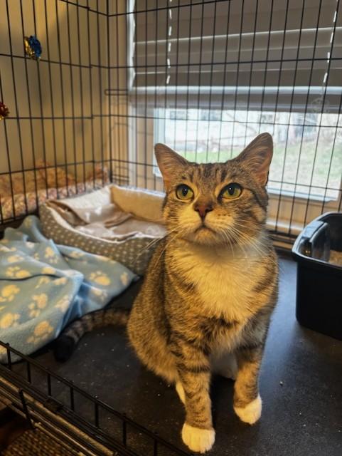 Enlarge River, a ADOPTABLE Domestic Short Hair in Plainville, MA image 4/5