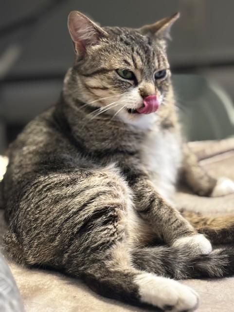 Enlarge River, a ADOPTABLE Domestic Short Hair in Plainville, MA image 3/5