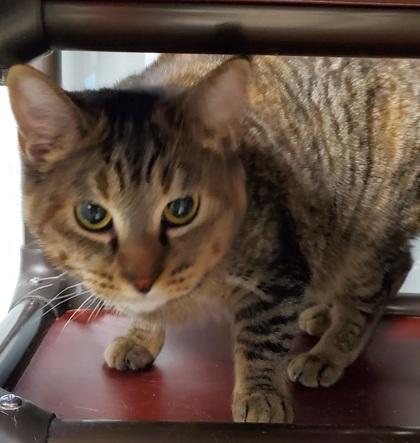Melia, ADOPTABLE, Adult Female Domestic Short Hair.