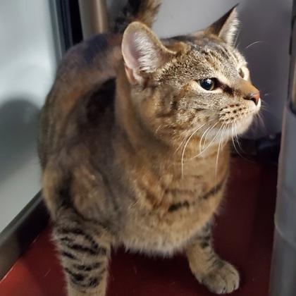 Enlarge Melia, a ADOPTABLE mixed breed in Dubuque, IA image 2/3