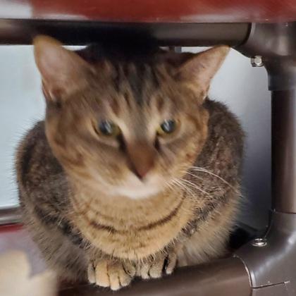 Enlarge Melia, a ADOPTABLE mixed breed in Dubuque, IA image 3/3