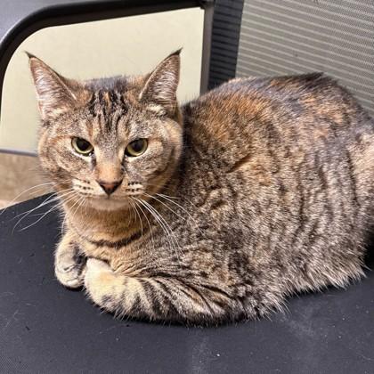 Melia, ADOPTABLE, Adult Female Domestic Short Hair.