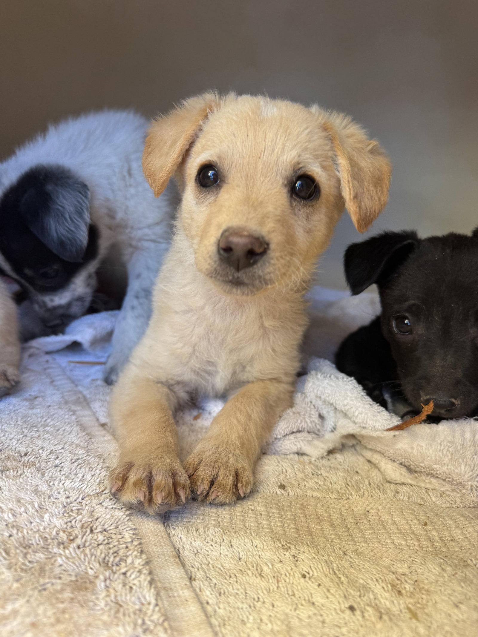 Butterscotch, Adoptable, Puppy Female Brittany Spaniel & Dachshund.