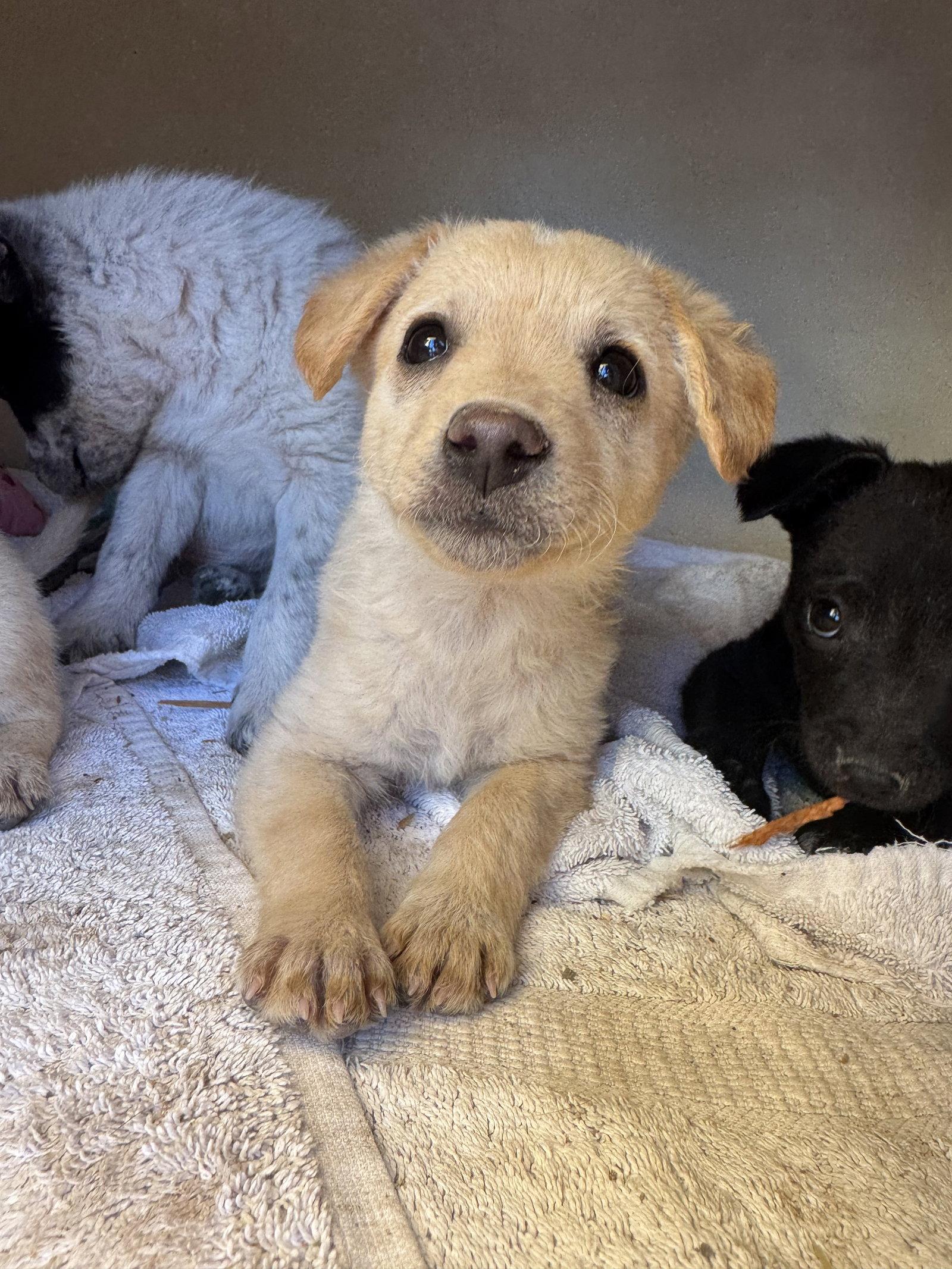 Butterscotch, a Adoptable mixed breed in Williamsburg, NM image 2/3