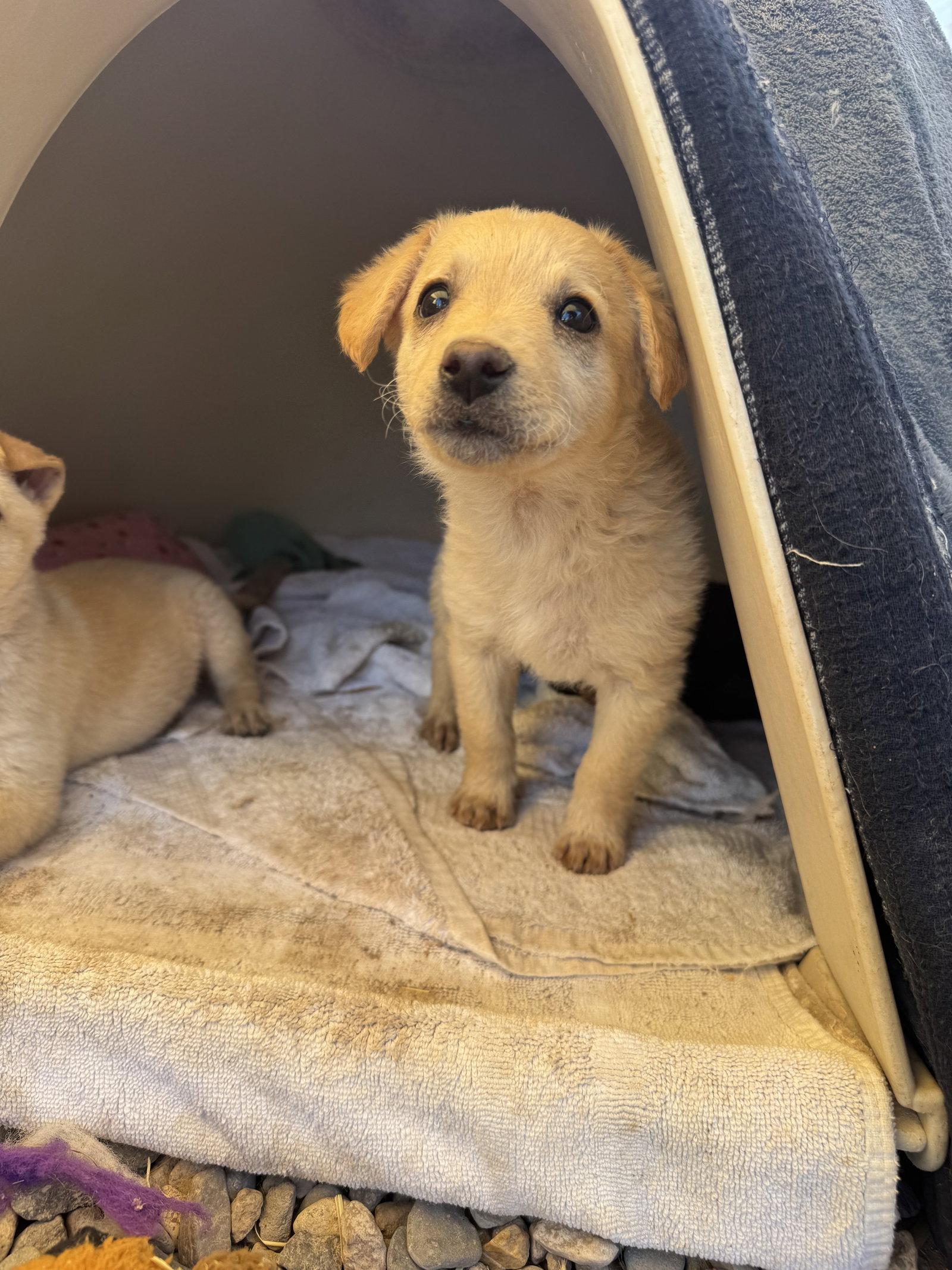 Butterscotch, a Adoptable mixed breed in Williamsburg, NM image 3/3