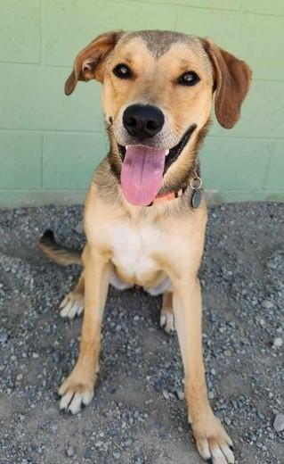Shylo, an adoptable Shepherd in Butte, MT, 59701 | Photo Image 1