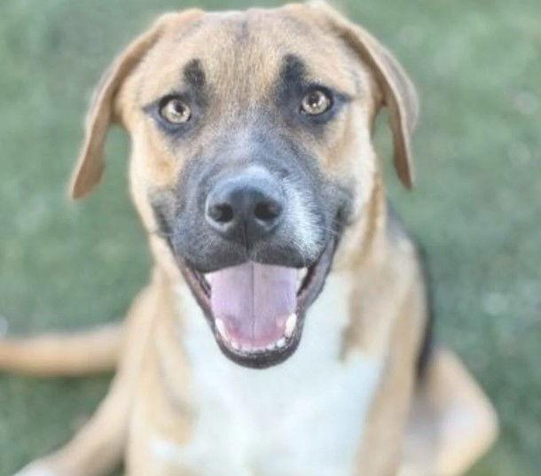 Fisher, Adoptable, Young Male Shepherd.