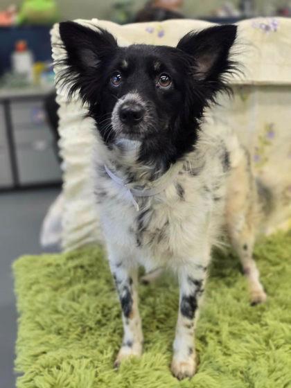 Hibiscus, adopted, Young Female Chihuahua.