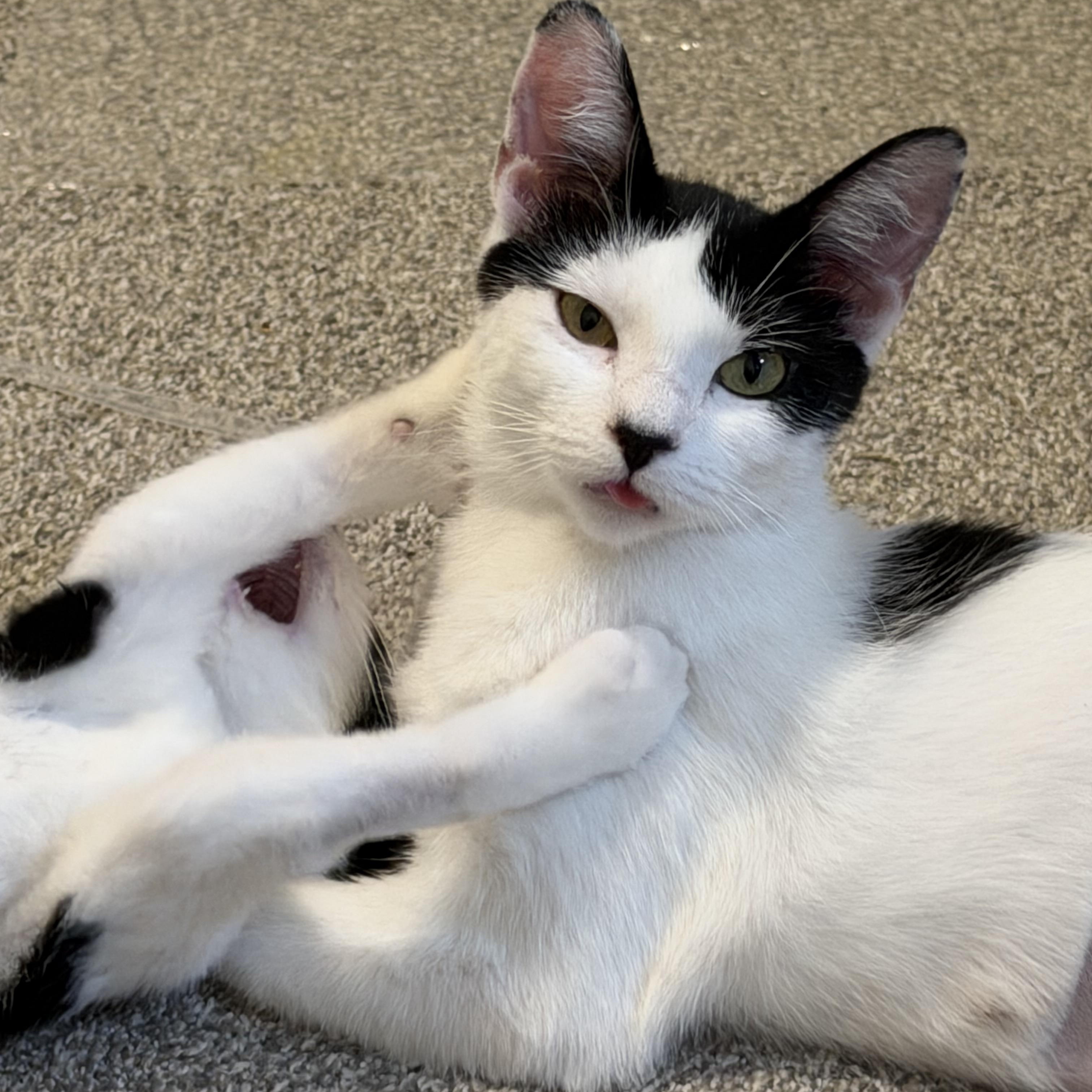 Enlarge Maki, a Adoptable mixed breed in Midvale, UT image 6/6