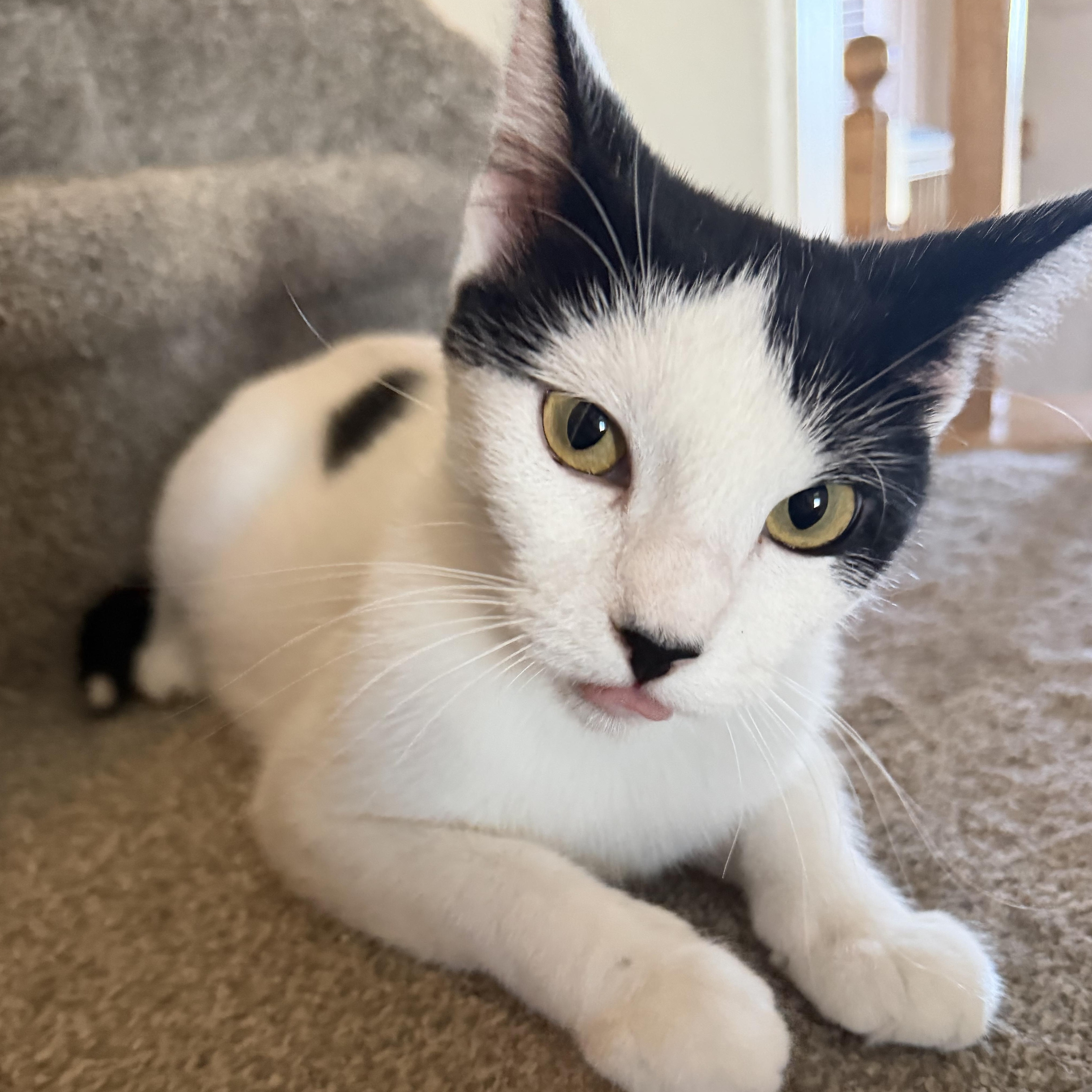 Maki, Adoptable, Young Female Domestic Short Hair.
