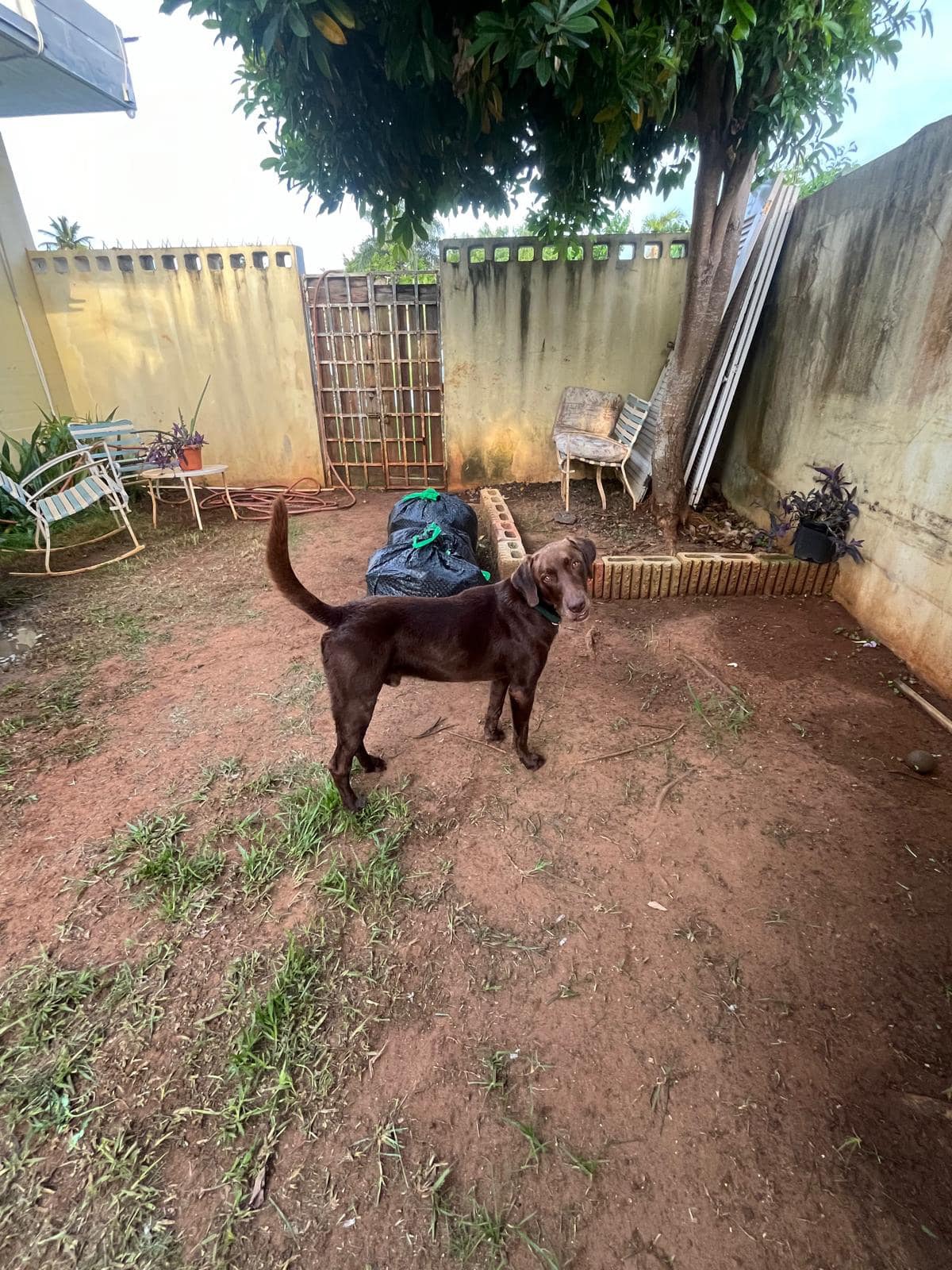 Enlarge LUKO - Can be flown to US, a Adoptable mixed breed in Rincon, PR image 3/4