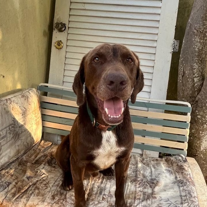 Enlarge LUKO - Can be flown to US, a Adoptable mixed breed in Rincon, PR image 1/4