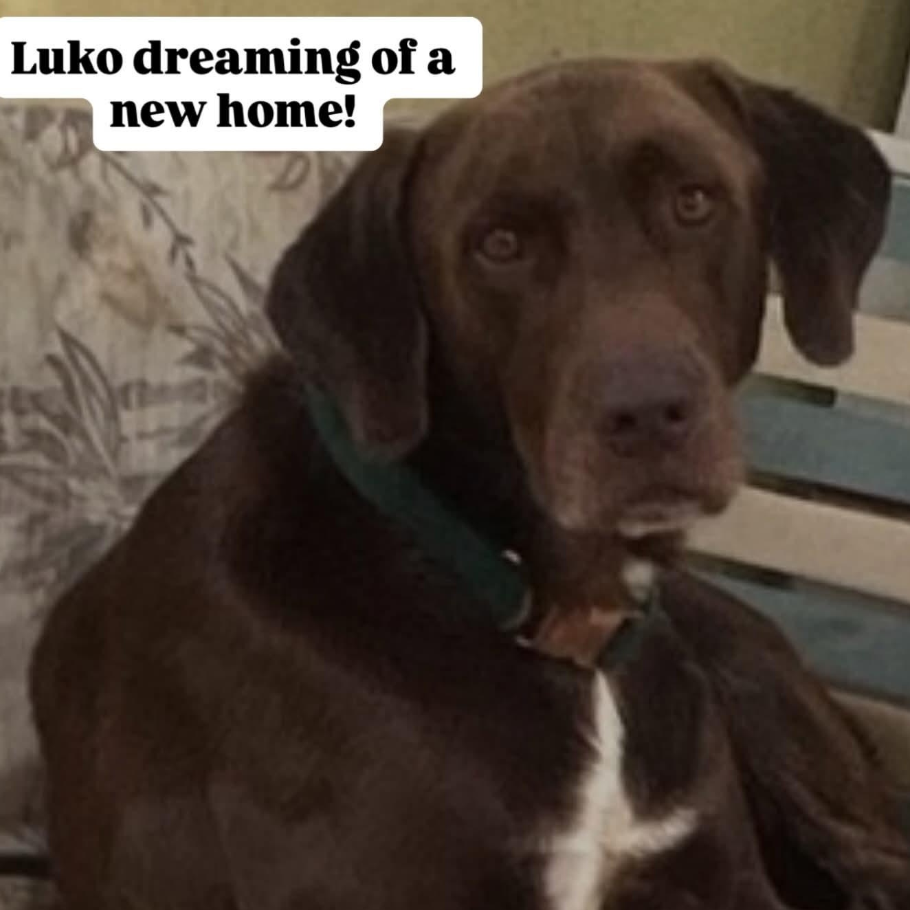 Luko, a Adoptable mixed breed in Annapolis, MD image 3/5