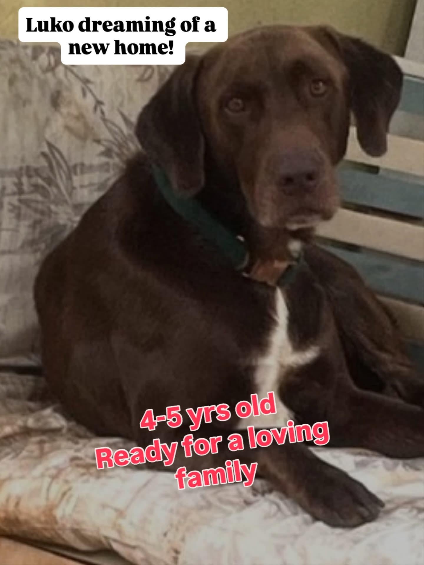 Enlarge LUKO - Can be flown to US, a Adoptable mixed breed in Rincon, PR image 2/5