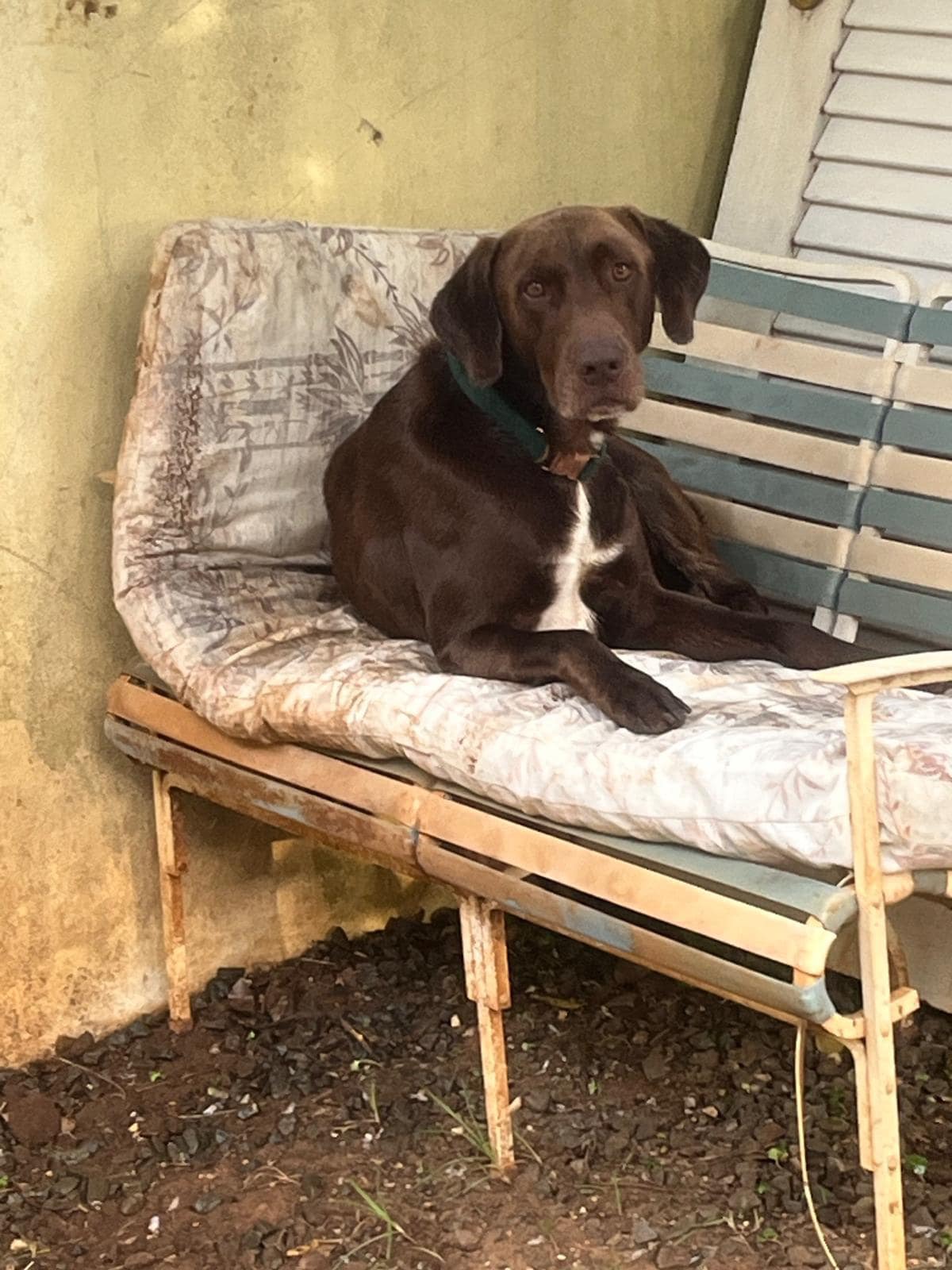 Enlarge LUKO - Can be flown to US, a Adoptable mixed breed in Rincon, PR image 2/4