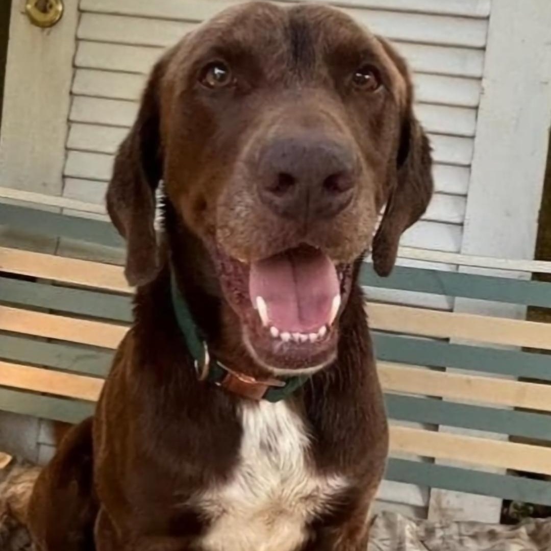 Luko, a Adoptable mixed breed in Annapolis, MD image 1/5
