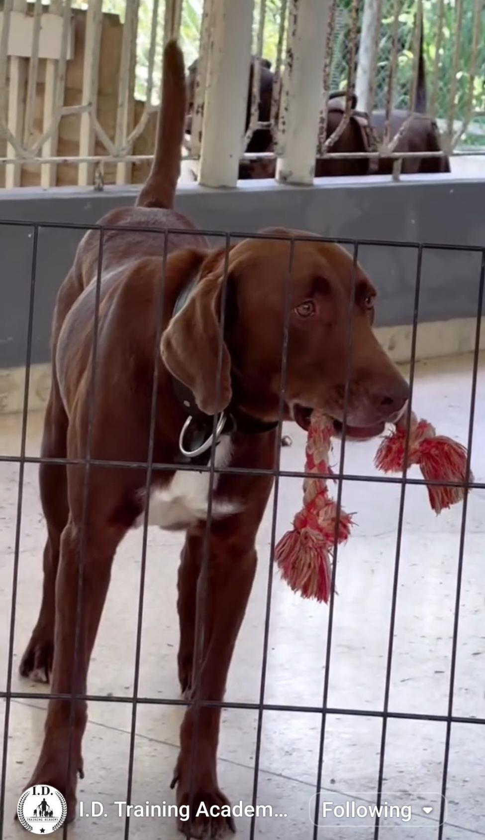 Enlarge Luko, a Adoptable mixed breed in Annapolis, MD image 2/6