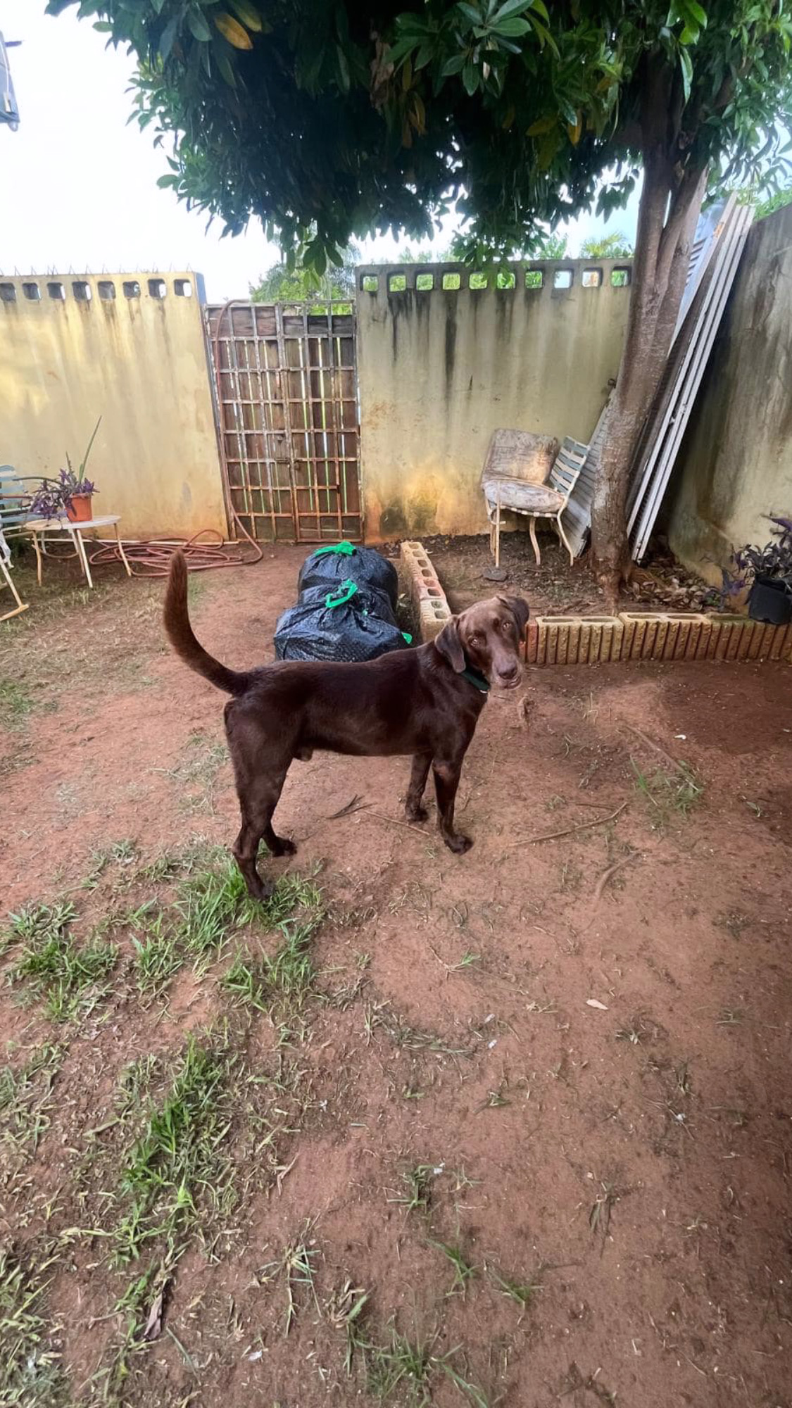 Enlarge LUKO - Can be flown to US, a Adoptable mixed breed in Rincon, PR image 4/4