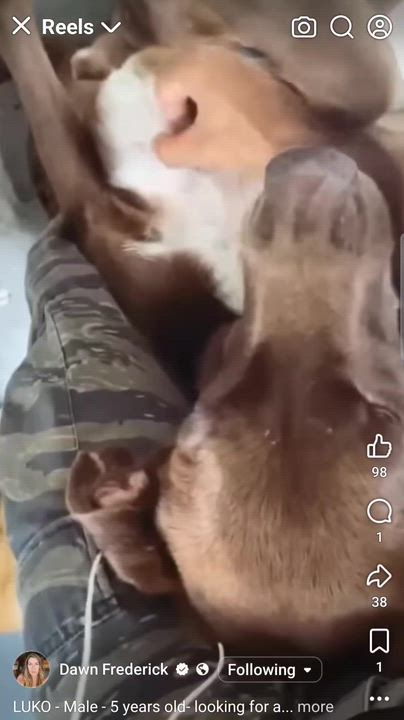 Enlarge LUKO - Can be flown to US, a Adoptable mixed breed in Rincon, PR video 5/5