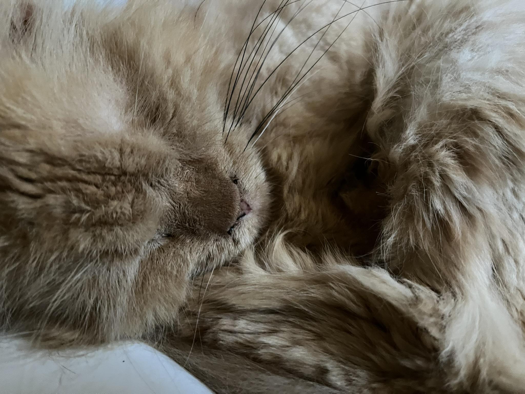 Koga, ADOPTABLE, Senior Male Persian & Domestic Long Hair.