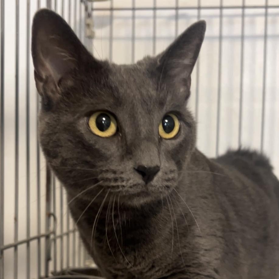 Enlarge Minx, a Adoptable Domestic Short Hair in Wiggins, MS image 1/1