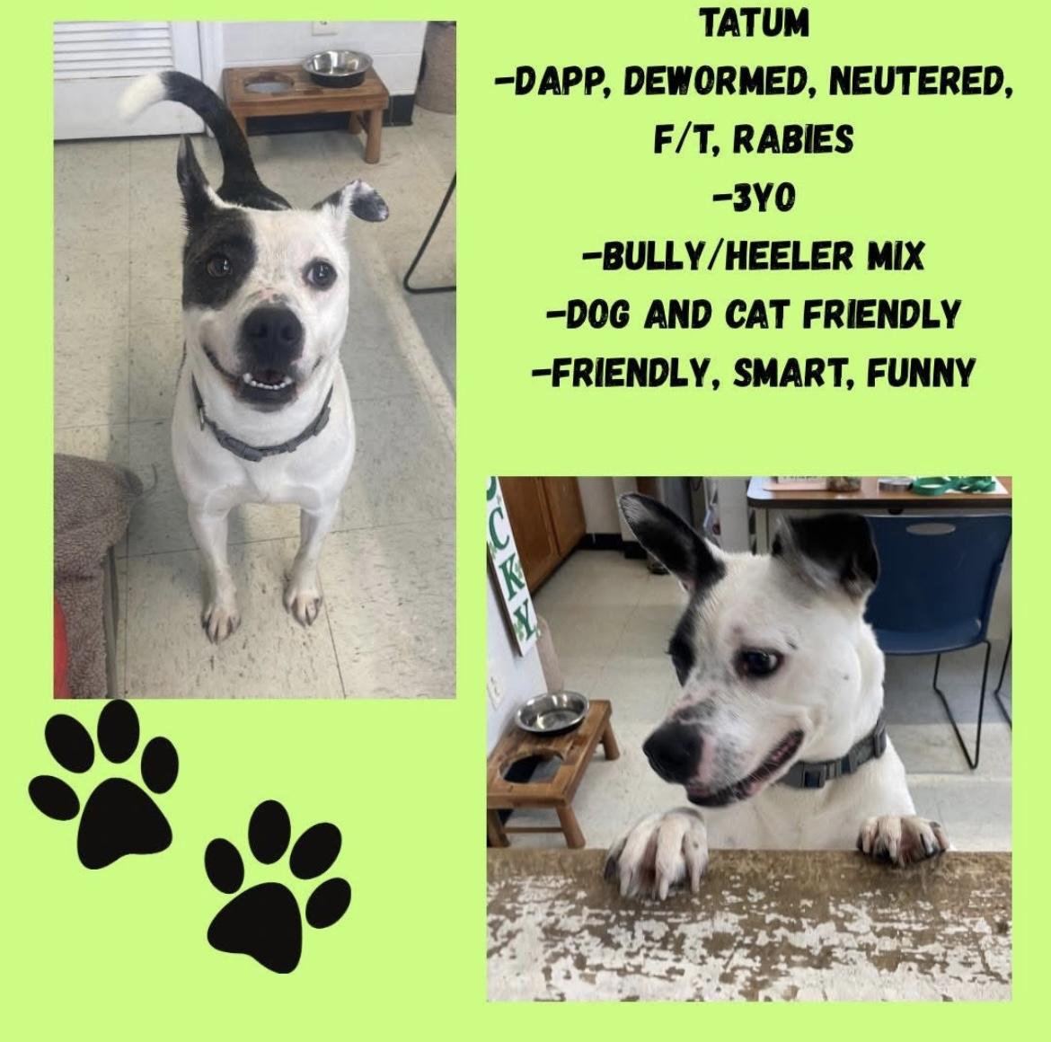 Enlarge Tatum, a Adoptable mixed breed in Cynthiana, KY image 1/1