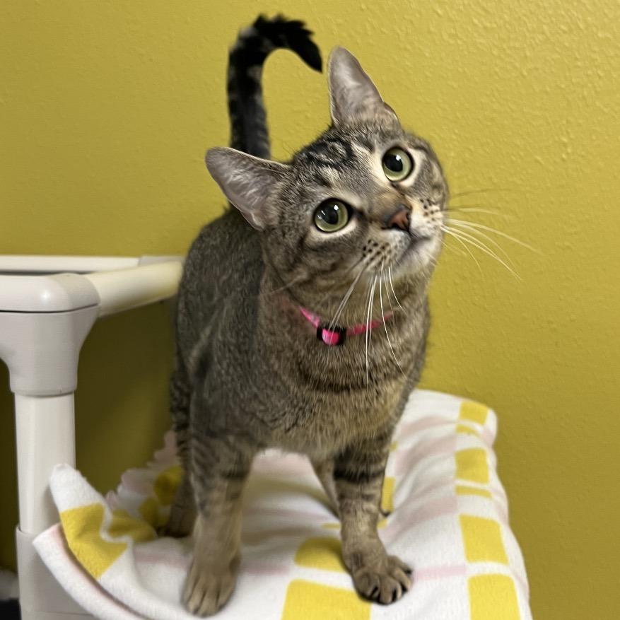 Enlarge Shenzi, a Adoptable Domestic Short Hair in Keizer, OR image 1/3