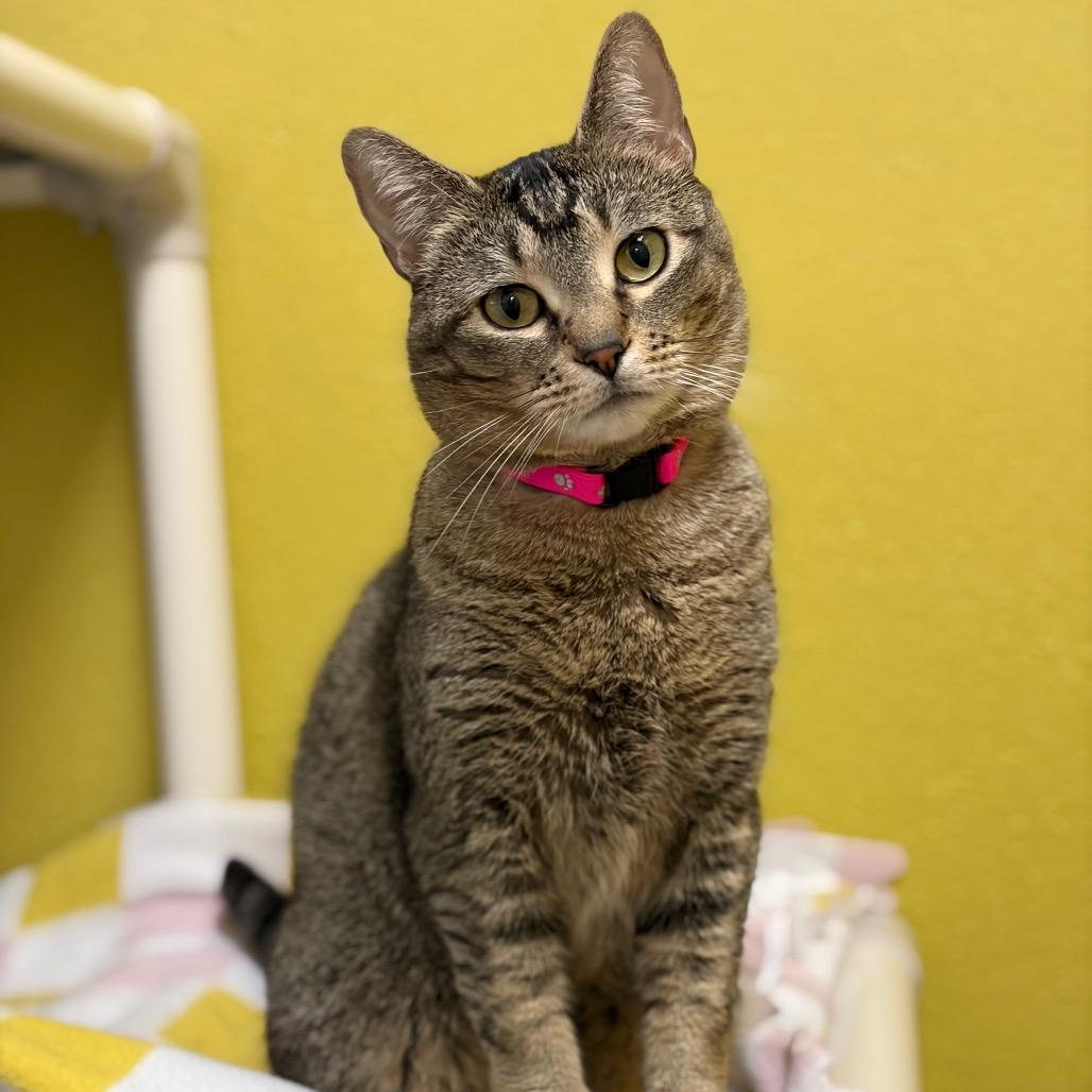 Enlarge Shenzi, a Adoptable Domestic Short Hair in Keizer, OR image 2/3
