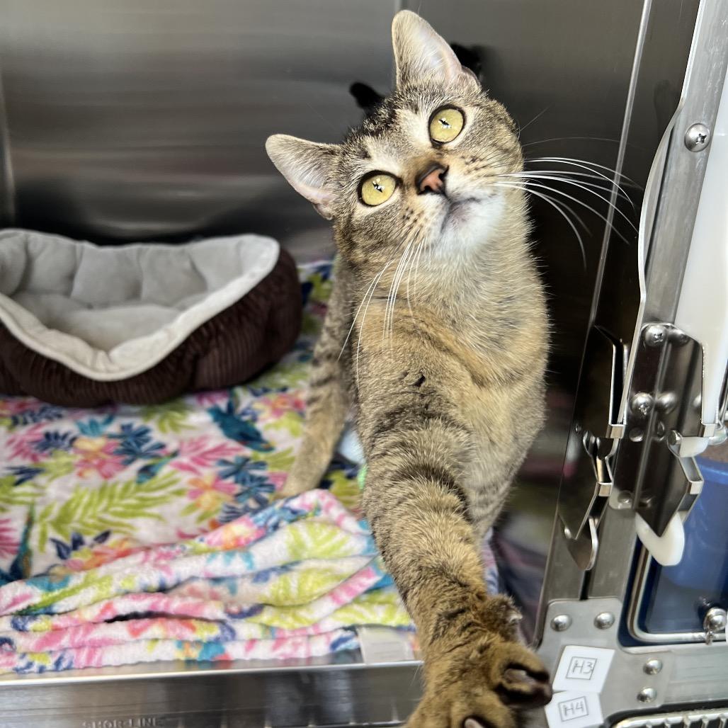 Enlarge Shenzi, a Adoptable Domestic Short Hair in Keizer, OR image 3/3