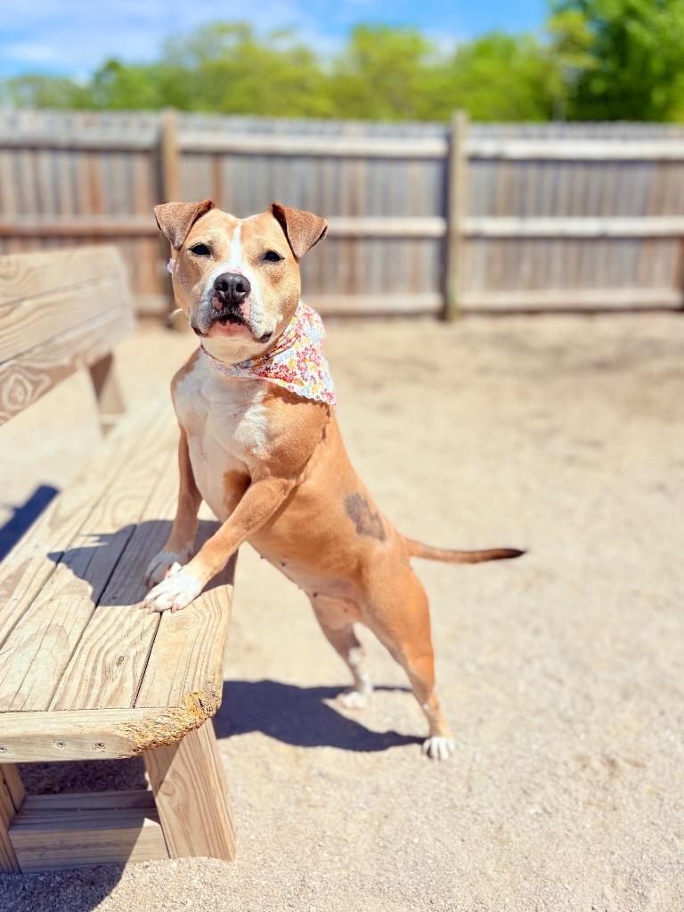Goldie, a Adoptable Mixed Breed in Muskegon, MI image 5/6