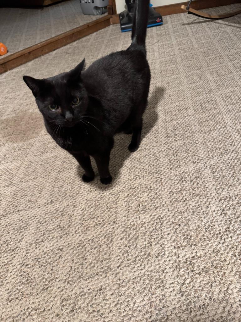 Onyx **COURTESY LISTING**, a Adoptable mixed breed in Peru, NY image 2/3