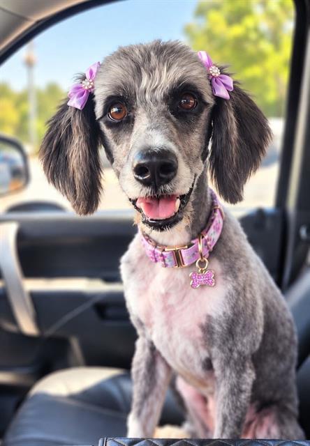 Enlarge SALLY, a Adoptable mixed breed in Fort Walton Beach, FL image 1/1