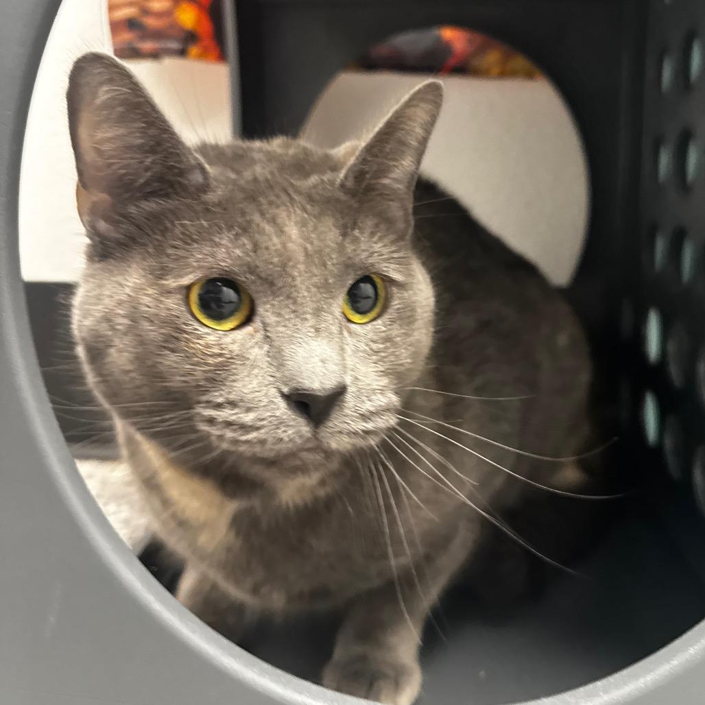 Rhiannon, Adoptable, Young Female Domestic Short Hair.